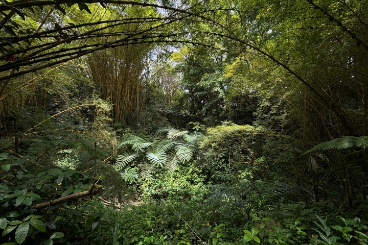 Lush green jungle with dense foliage and tall bamboo trees under a partly cloudy sky.