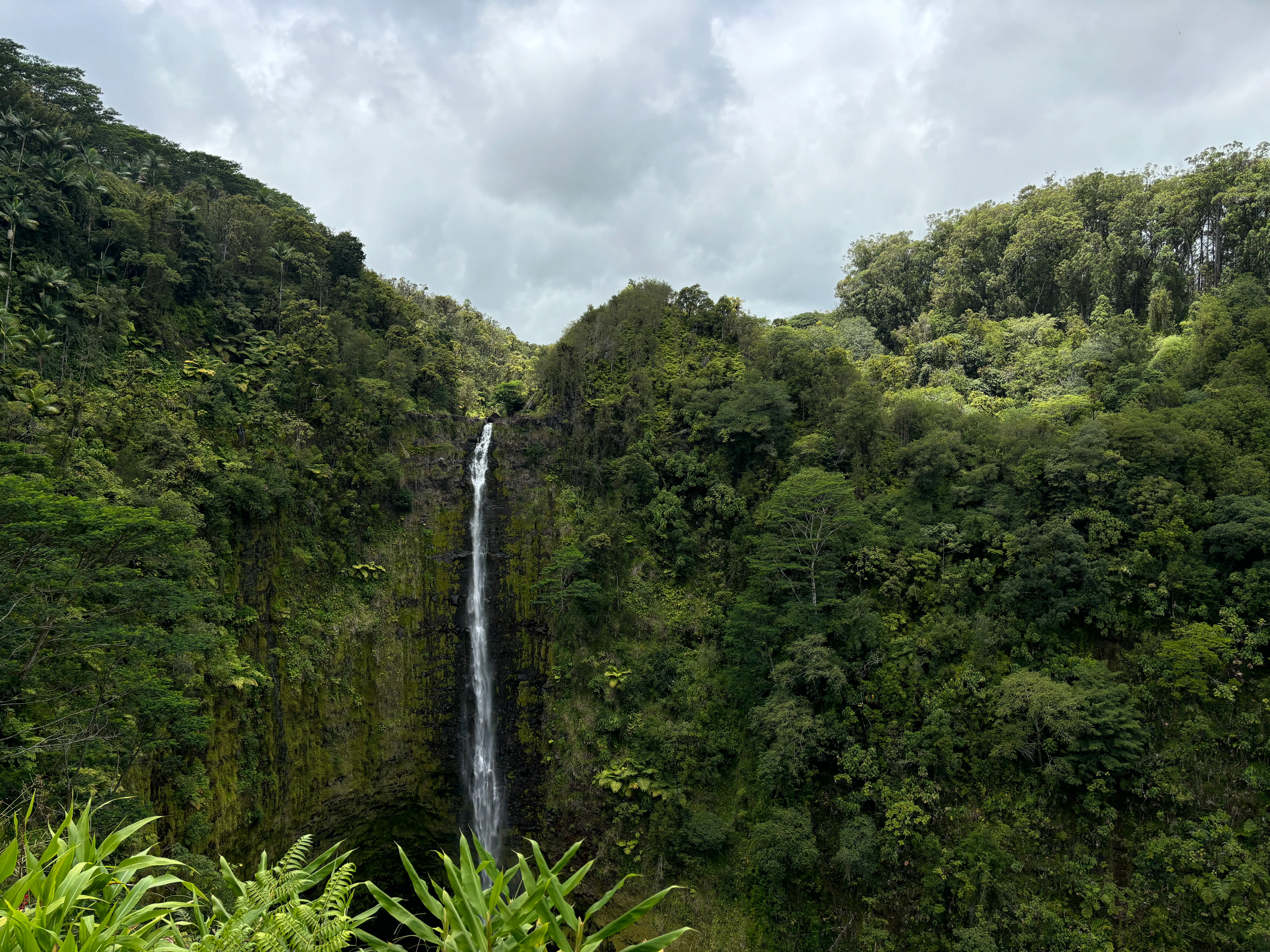 ʻAkaka Falls dropping into a gorge surrounded by rainforest
