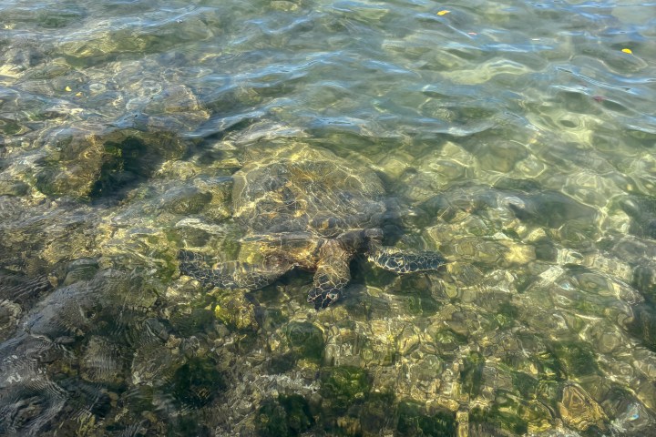 Sea turtle swimming under clear water with rocky seabed visible.