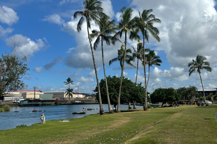Palm trees near a riverside park under a partly cloudy sky.
