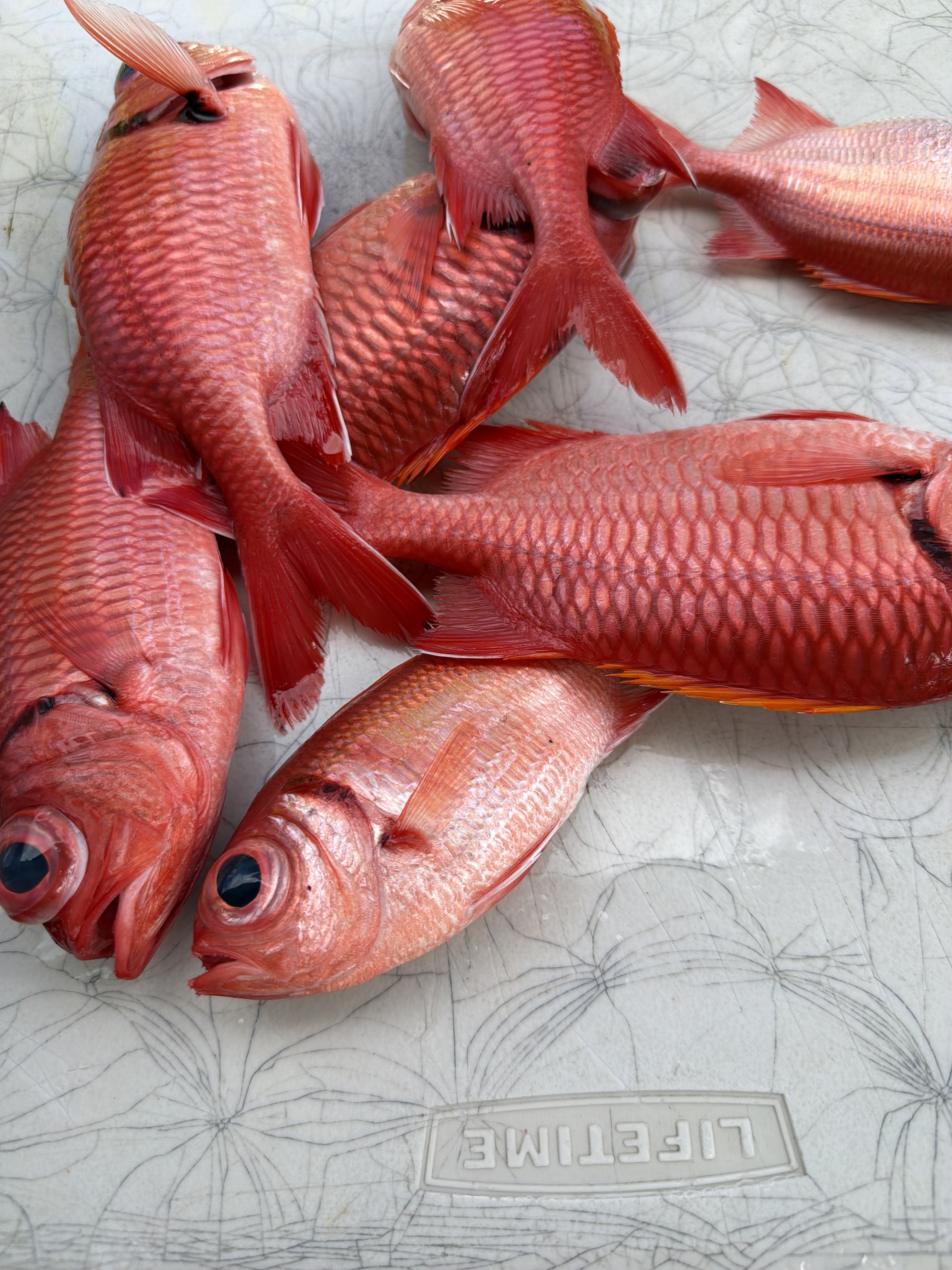 Fresh menpachi (soldierfish) caught off Hilo